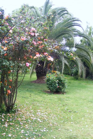 Plantas Ornamentales